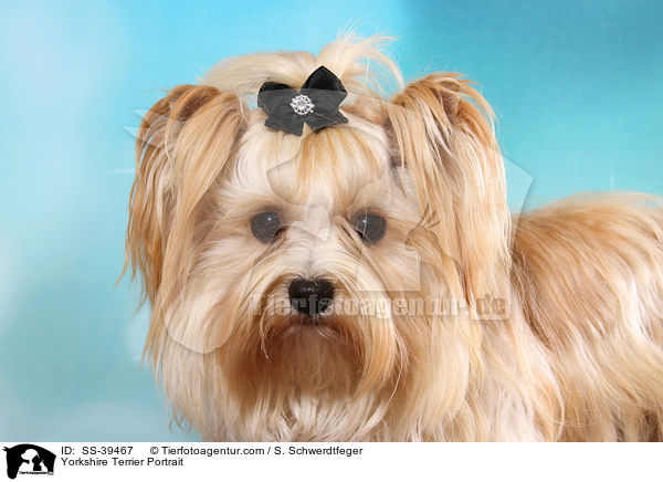 Yorkshire Terrier Portrait / Yorkshire Terrier Portrait / SS-39467