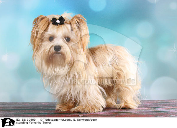 standing Yorkshire Terrier / SS-39469