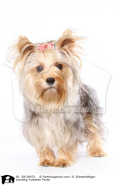 stehender Yorkshire Terrier / standing Yorkshire Terrier / SS-39472