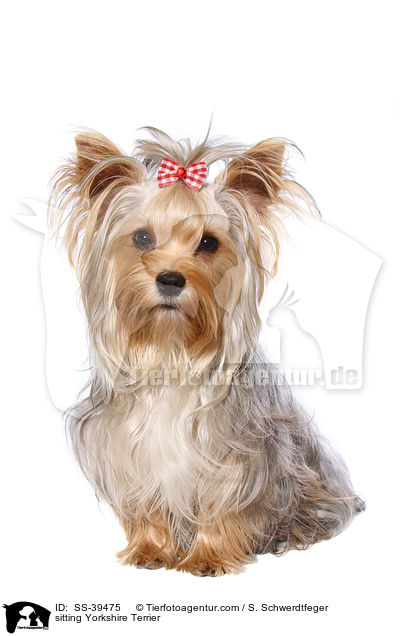 sitzender Yorkshire Terrier / sitting Yorkshire Terrier / SS-39475