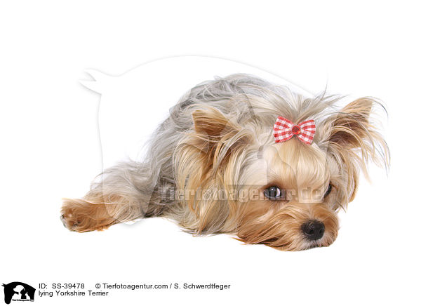 liegender Yorkshire Terrier / lying Yorkshire Terrier / SS-39478