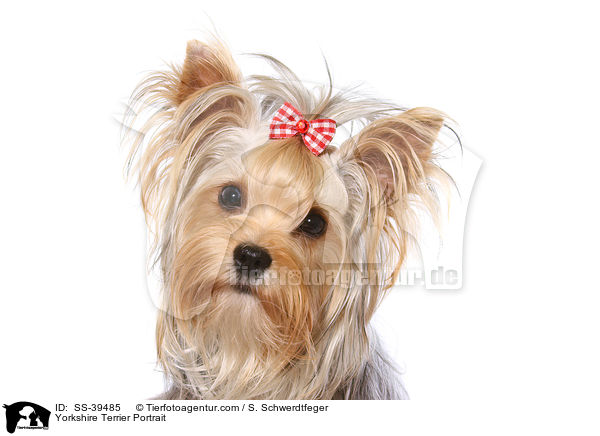 Yorkshire Terrier Portrait / Yorkshire Terrier Portrait / SS-39485