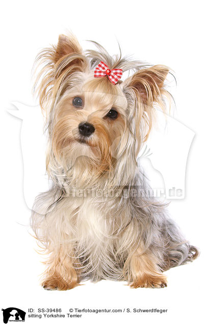 sitting Yorkshire Terrier / SS-39486