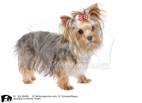 standing Yorkshire Terrier / SS-39489
