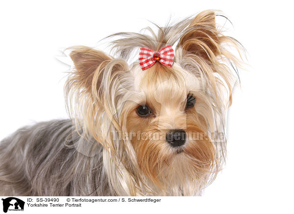 Yorkshire Terrier Portrait / Yorkshire Terrier Portrait / SS-39490