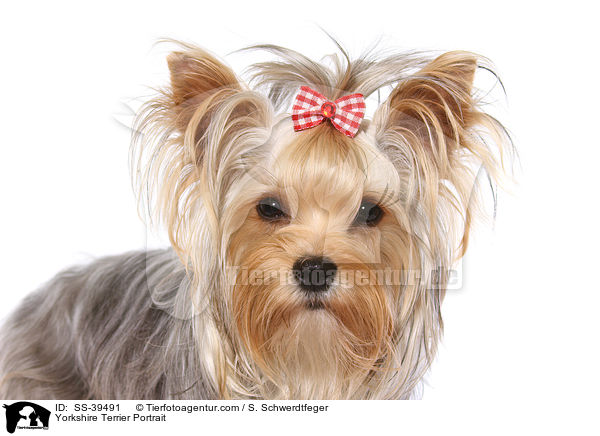 Yorkshire Terrier Portrait / Yorkshire Terrier Portrait / SS-39491