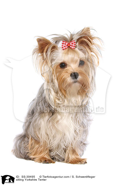 sitzender Yorkshire Terrier / sitting Yorkshire Terrier / SS-39495