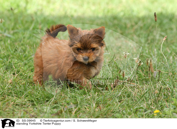 stehender Yorkshire Terrier Welpe / standing Yorkshire Terrier Puppy / SS-39645