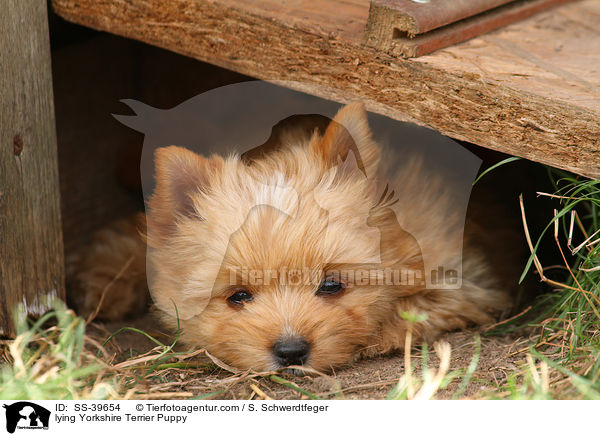 liegender Yorkshire Terrier Welpe / lying Yorkshire Terrier Puppy / SS-39654