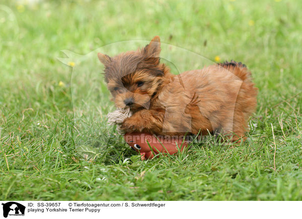 spielender Yorkshire Terrier Welpe / playing Yorkshire Terrier Puppy / SS-39657