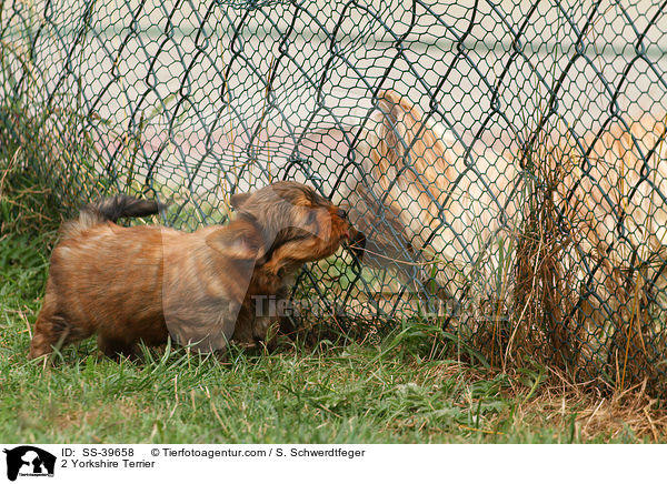 2 Yorkshire Terrier / 2 Yorkshire Terrier / SS-39658