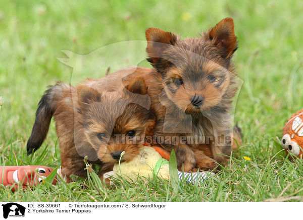 2 Yorkshire Terrier Welpen / 2 Yorkshire Terrier Puppies / SS-39661