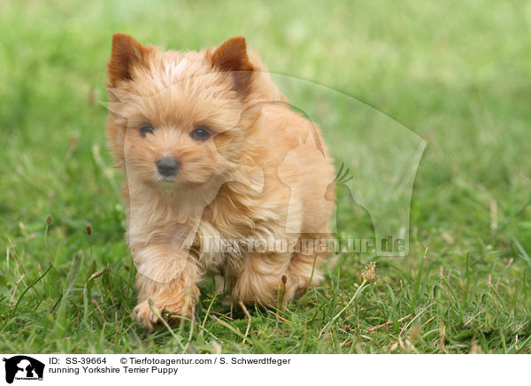 rennender Yorkshire Terrier Welpe / running Yorkshire Terrier Puppy / SS-39664