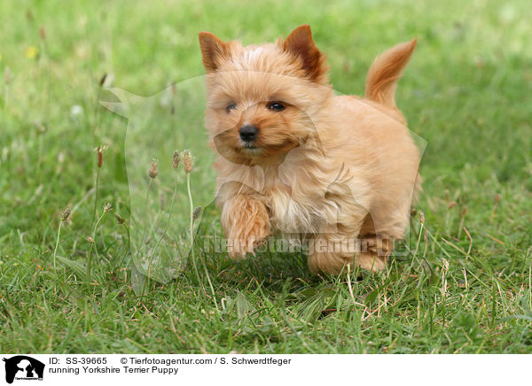 rennender Yorkshire Terrier Welpe / running Yorkshire Terrier Puppy / SS-39665