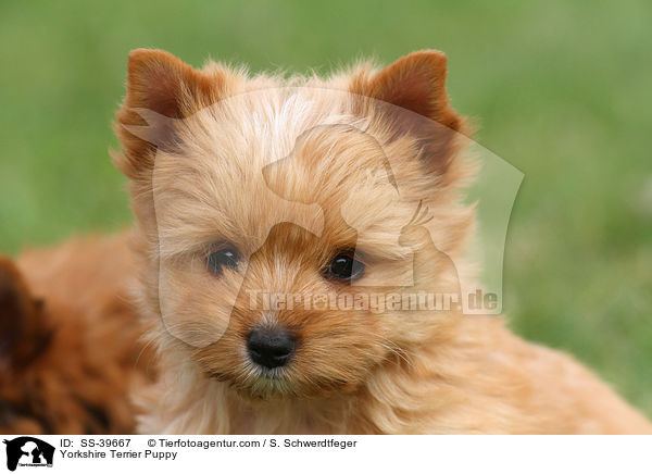 Yorkshire Terrier Welpe / Yorkshire Terrier Puppy / SS-39667