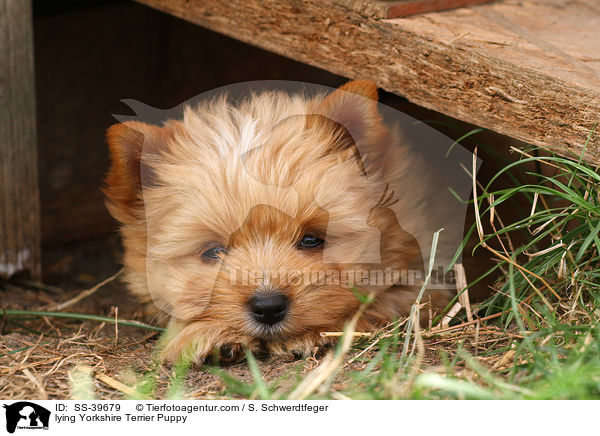 liegender Yorkshire Terrier Welpe / lying Yorkshire Terrier Puppy / SS-39679