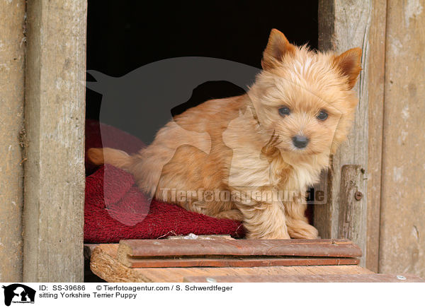 sitzender Yorkshire Terrier Welpe / sitting Yorkshire Terrier Puppy / SS-39686