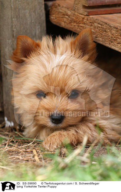 liegender Yorkshire Terrier Welpe / lying Yorkshire Terrier Puppy / SS-39690