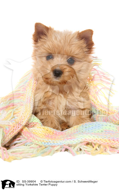 sitzender Yorkshire Terrier Welpe / sitting Yorkshire Terrier Puppy / SS-39904