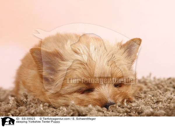 schlafender Yorkshire Terrier Welpe / sleeping Yorkshire Terrier Puppy / SS-39923