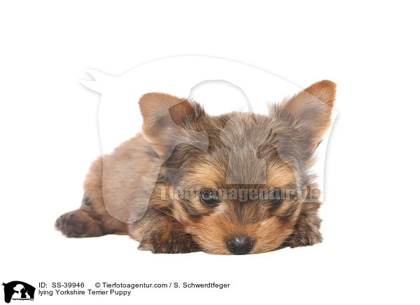 liegender Yorkshire Terrier Welpe / lying Yorkshire Terrier Puppy / SS-39946