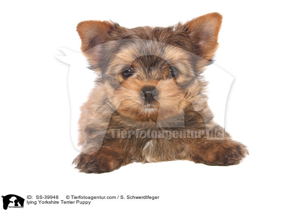 liegender Yorkshire Terrier Welpe / lying Yorkshire Terrier Puppy / SS-39948