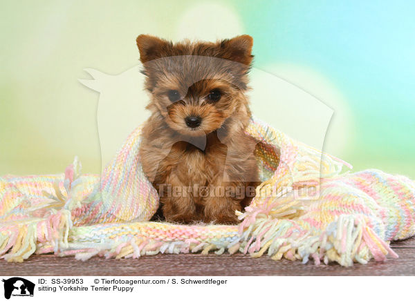 sitzender Yorkshire Terrier Welpe / sitting Yorkshire Terrier Puppy / SS-39953