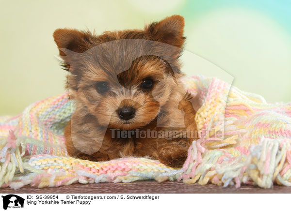 liegender Yorkshire Terrier Welpe / lying Yorkshire Terrier Puppy / SS-39954