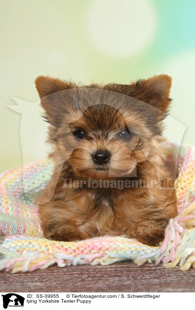 liegender Yorkshire Terrier Welpe / lying Yorkshire Terrier Puppy / SS-39955