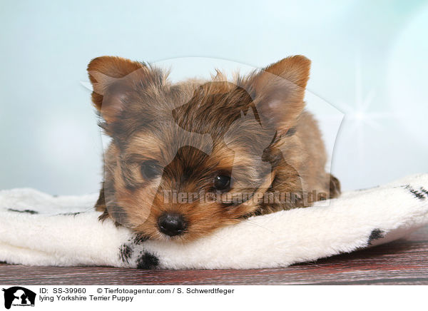 liegender Yorkshire Terrier Welpe / lying Yorkshire Terrier Puppy / SS-39960