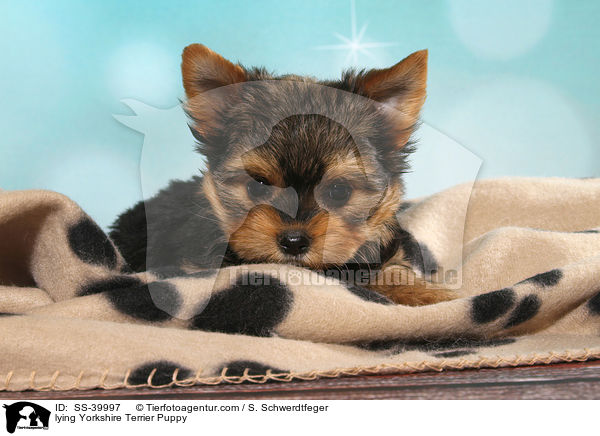 liegender Yorkshire Terrier Welpe / lying Yorkshire Terrier Puppy / SS-39997