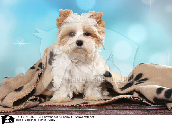 sitzender Yorkshire Terrier Welpe / sitting Yorkshire Terrier Puppy / SS-40003