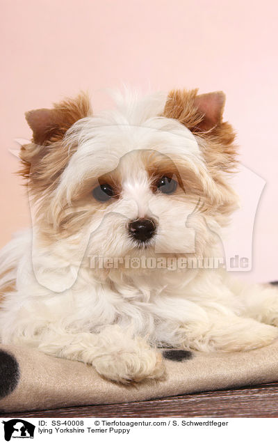 liegender Yorkshire Terrier Welpe / lying Yorkshire Terrier Puppy / SS-40008