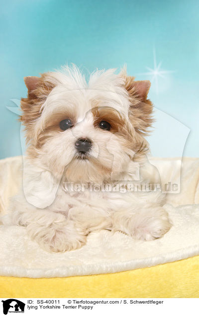 liegender Yorkshire Terrier Welpe / lying Yorkshire Terrier Puppy / SS-40011