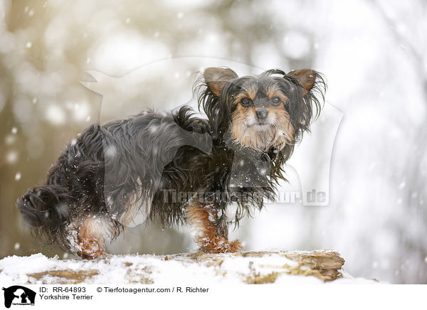 Yorkshire Terrier / Yorkshire Terrier / RR-64893