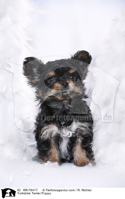 Yorkshire Terrier Welpe / Yorkshire Terrier Puppy / RR-78417