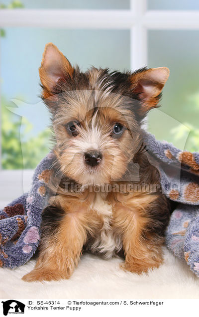 Yorkshire Terrier Welpe / Yorkshire Terrier Puppy / SS-45314
