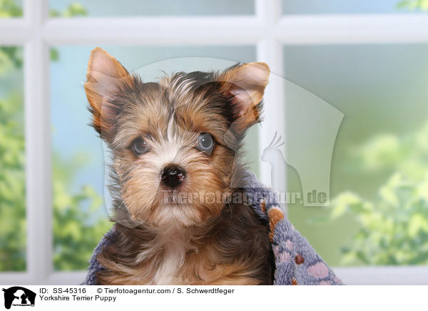 Yorkshire Terrier Welpe / Yorkshire Terrier Puppy / SS-45316