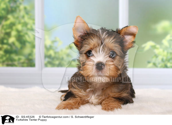 Yorkshire Terrier Welpe / Yorkshire Terrier Puppy / SS-45326