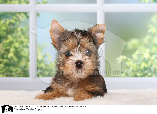 Yorkshire Terrier Welpe / Yorkshire Terrier Puppy / SS-45327