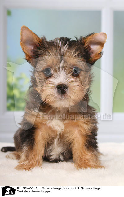 Yorkshire Terrier Welpe / Yorkshire Terrier Puppy / SS-45331