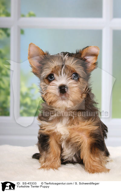 Yorkshire Terrier Welpe / Yorkshire Terrier Puppy / SS-45333