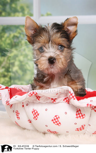 Yorkshire Terrier Welpe / Yorkshire Terrier Puppy / SS-45339