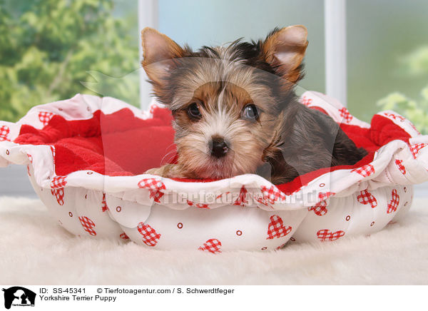 Yorkshire Terrier Welpe / Yorkshire Terrier Puppy / SS-45341