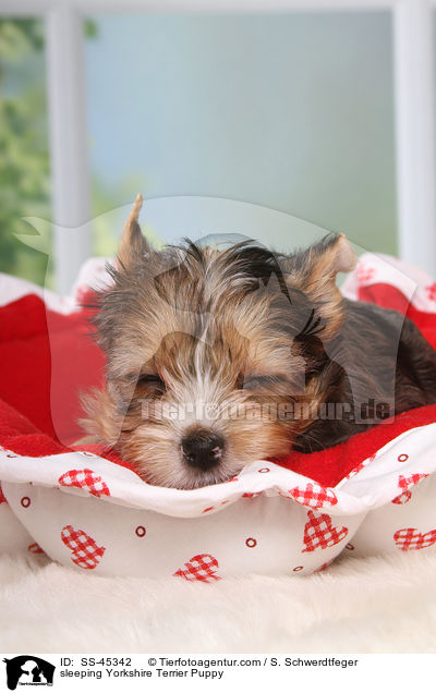 schlafender Yorkshire Terrier Welpe / sleeping Yorkshire Terrier Puppy / SS-45342