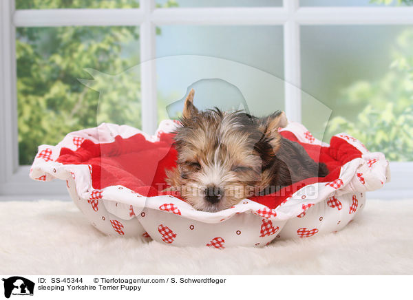 schlafender Yorkshire Terrier Welpe / sleeping Yorkshire Terrier Puppy / SS-45344