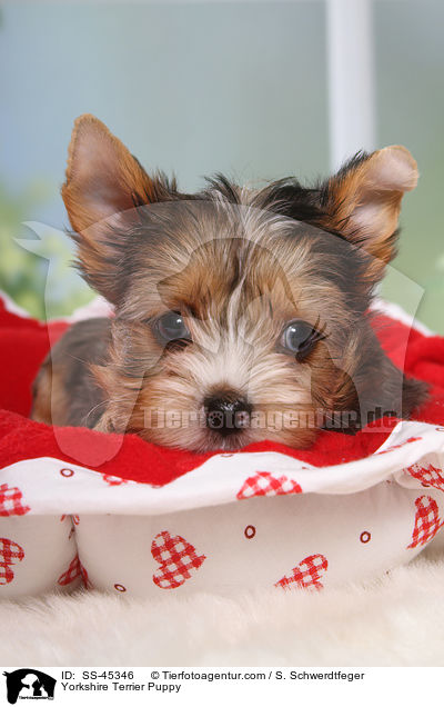 Yorkshire Terrier Welpe / Yorkshire Terrier Puppy / SS-45346