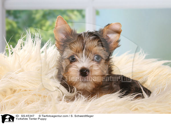 Yorkshire Terrier Welpe / Yorkshire Terrier Puppy / SS-45347