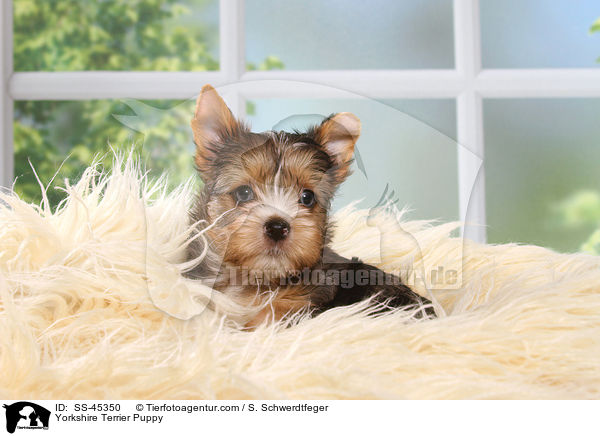Yorkshire Terrier Welpe / Yorkshire Terrier Puppy / SS-45350