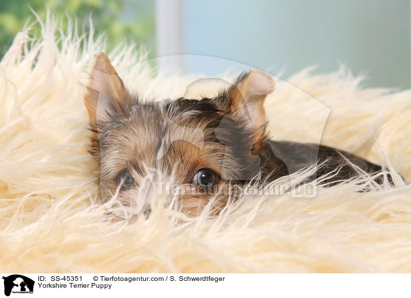 Yorkshire Terrier Welpe / Yorkshire Terrier Puppy / SS-45351